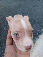 Mochi, a female American Bully for sale in Summit, NJ – 1 of 2