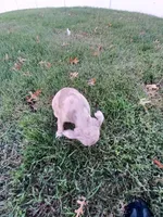 Skye, a female American Bully for sale in Summit, NJ – 2 of 2