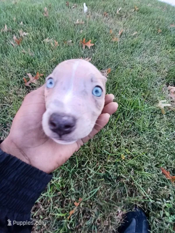 Skye – American Bully puppy for sale in Summit, NJ