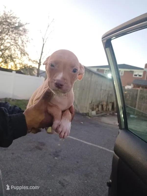 Toffe – American Bully puppy for sale in Summit, NJ