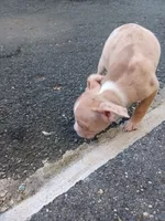 Mochi, a female American Bully for sale in Summit, NJ – 2 of 2