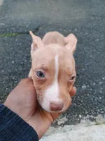 Bambi, a female American Bully for sale in Summit, NJ – 2 of 3