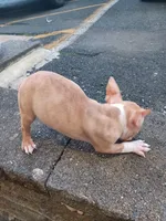 Bambi, a female American Bully for sale in Summit, NJ – 3 of 3