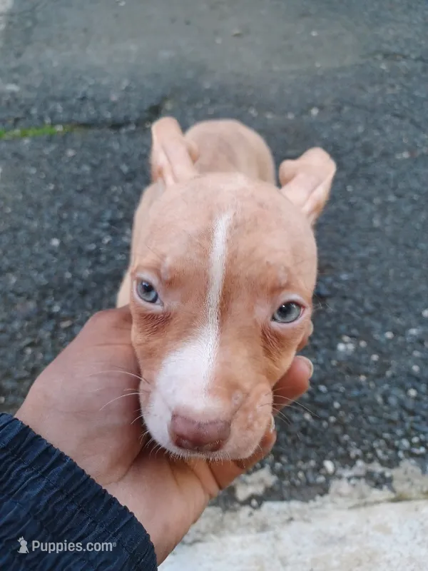Bambi – American Bully puppy for sale in Summit, NJ