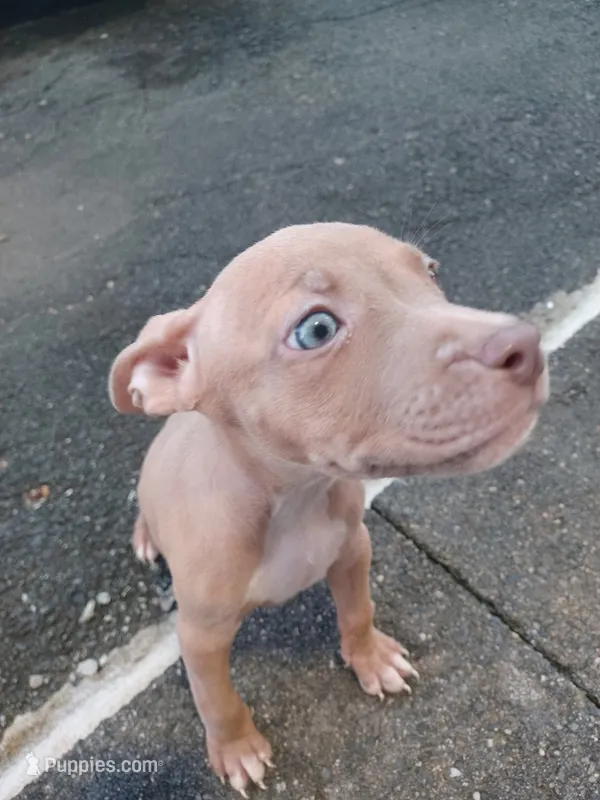 Amber – American Bully puppy for sale in Summit, NJ