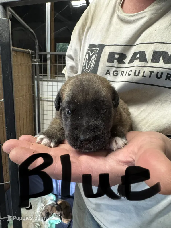 Blue collar – Saint Bernard, English Mastiff puppy for sale in Kearney, NE