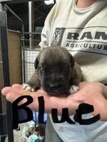 Blue collar, a male Saint Bernard and English Mastiff for sale in Kearney, NE – 1 of 1