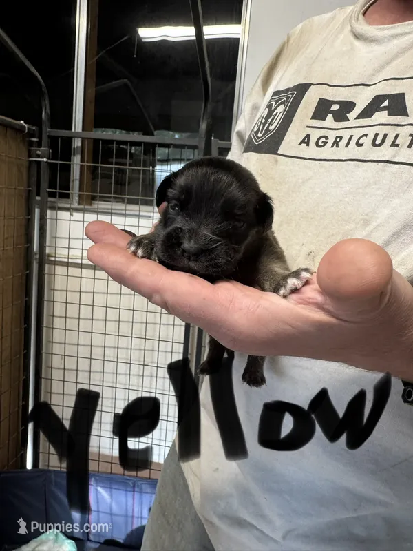 Yellow collar  – Saint Bernard, English Mastiff puppy for sale in Kearney, NE