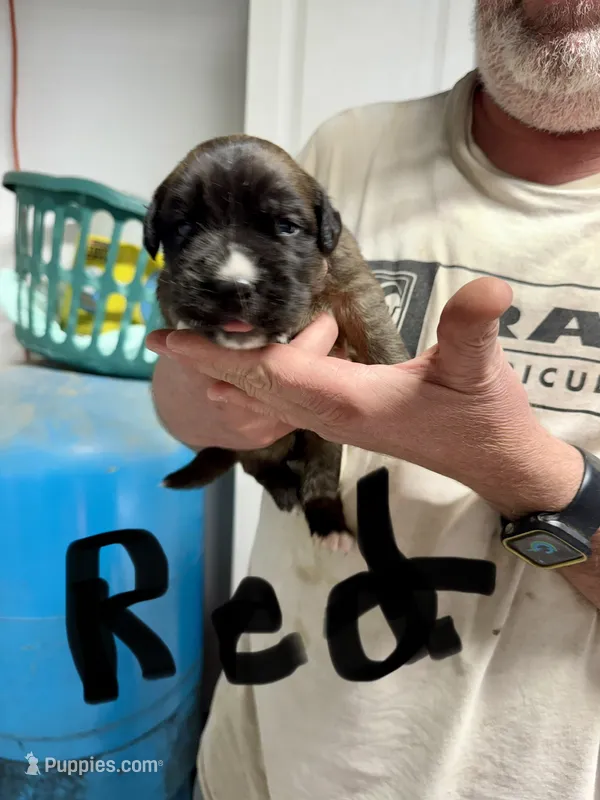 Red collar – Saint Bernard, English Mastiff puppy for sale in Kearney, NE