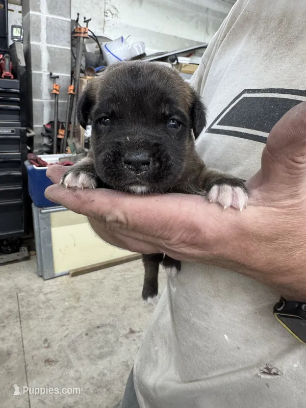 Blue collar – Saint Bernard, English Mastiff puppy for sale in Kearney, NE