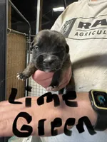 Lime green collar , a male Saint Bernard and English Mastiff for sale in Kearney, NE – 1 of 1