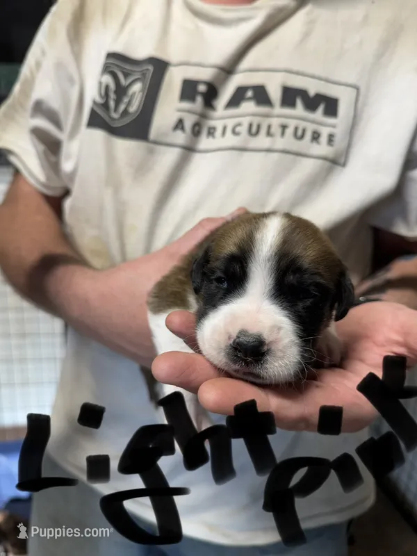 Light pink collar – Saint Bernard, English Mastiff puppy for sale in Kearney, NE