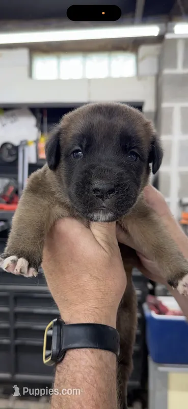 Red collar – Saint Bernard, English Mastiff puppy for sale in Kearney, NE