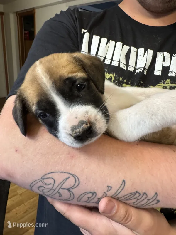 Light pink collar – Saint Bernard, English Mastiff puppy for sale in Kearney, NE