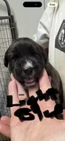 Light blue collar , a male Saint Bernard and English Mastiff for sale in Kearney, NE – 1 of 1