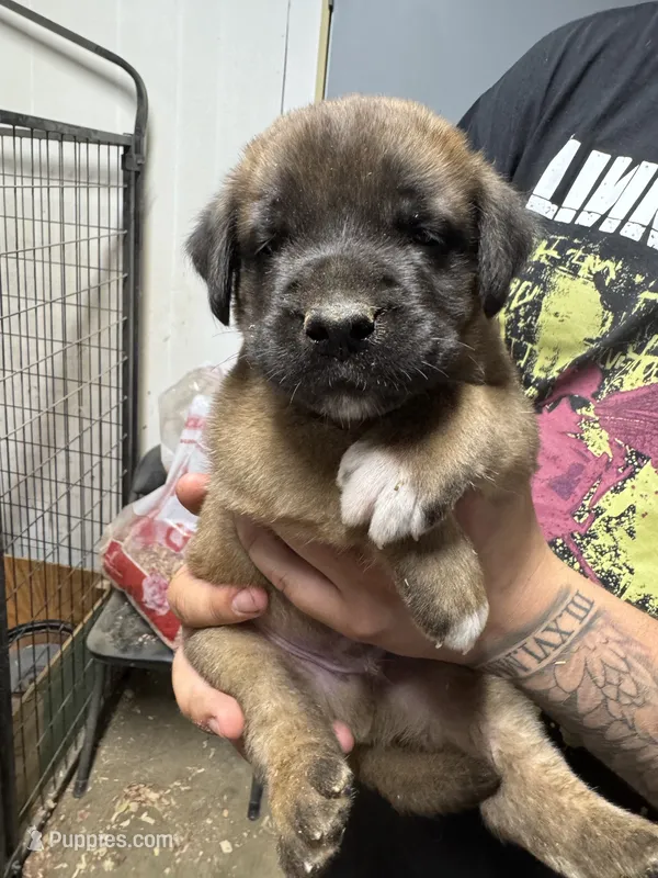 Red collar – Saint Bernard, English Mastiff puppy for sale in Kearney, NE