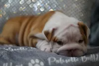 Poogan, a female English Bulldog for sale in Charleston, SC – 4 of 9