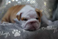 Poogan, a female English Bulldog for sale in Charleston, SC – 7 of 9