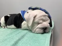 Alfred , a male English Bulldog for sale in Charleston, SC – 4 of 5