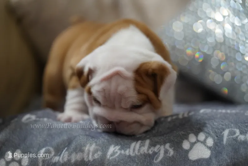Poogan – English Bulldog puppy for sale in Charleston, SC