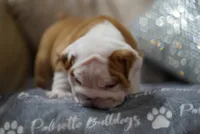 Poogan, a female English Bulldog for sale in Charleston, SC – 1 of 9