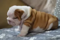 Poogan, a female English Bulldog for sale in Charleston, SC – 8 of 9