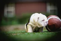 Alfred , a male English Bulldog for sale in Charleston, SC – 2 of 5