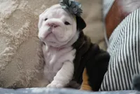 Iron Rose, a female English Bulldog for sale in Charleston, SC – 5 of 5