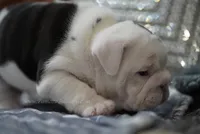ALfred, a male English Bulldog for sale in Charleston, SC – 7 of 8