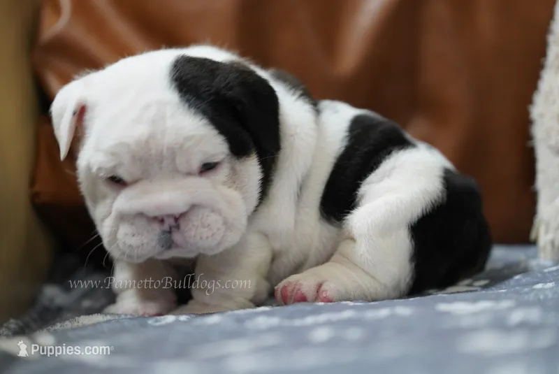 ALfred – English Bulldog puppy for sale in Charleston, SC