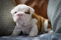 Louis, a male English Bulldog for sale in Charleston, SC – 6 of 6