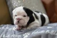ALfred, a male English Bulldog for sale in Charleston, SC – 3 of 8