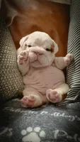Louis, a male English Bulldog for sale in Charleston, SC – 5 of 6