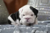 ALfred, a male English Bulldog for sale in Charleston, SC – 2 of 8