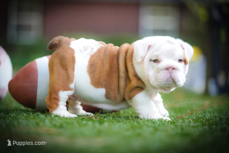 “Louis”  – English Bulldog puppy for sale in Charleston, SC