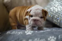 Poogan, a female English Bulldog for sale in Charleston, SC – 2 of 9