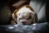 Louis, a male English Bulldog for sale in Charleston, SC – 2 of 6