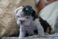 Iron Rose, a female English Bulldog for sale in Charleston, SC – 2 of 5