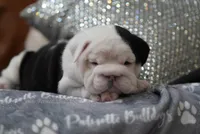 ALfred, a male English Bulldog for sale in Charleston, SC – 5 of 8