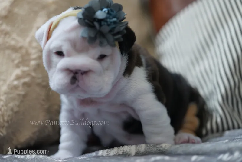 Iron Rose – English Bulldog puppy for sale in Charleston, SC