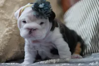 Iron Rose, a female English Bulldog for sale in Charleston, SC – 1 of 5