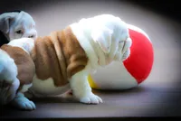 “Louis” , a male English Bulldog for sale in Charleston, SC – 6 of 6