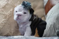 Iron Rose, a female English Bulldog for sale in Charleston, SC – 4 of 5