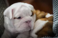 Louis, a male English Bulldog for sale in Charleston, SC – 3 of 6