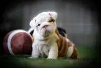 “Louis” , a male English Bulldog for sale in Charleston, SC – 2 of 6