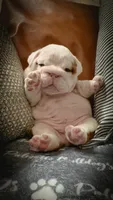 Louis, a male English Bulldog for sale in Charleston, SC – 1 of 6