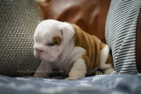 Louis, a male English Bulldog for sale in Charleston, SC – 4 of 6