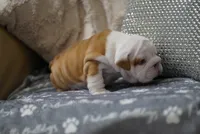 Poogan, a female English Bulldog for sale in Charleston, SC – 6 of 9