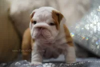 Poogan, a female English Bulldog for sale in Charleston, SC – 9 of 9