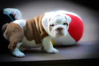 “Louis” , a male English Bulldog for sale in Charleston, SC – 3 of 6